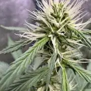 Wild Strawberry F1 Auto Run 2-TasteBudz