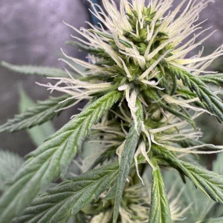 Wild Strawberry F1 Auto Run 2-TasteBudz