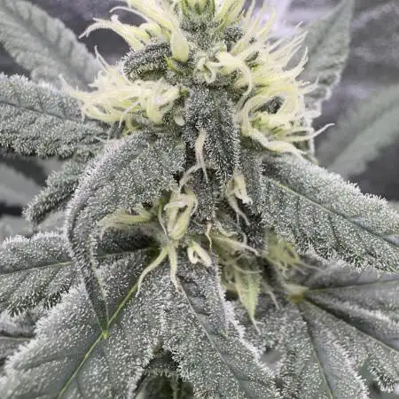 Auto Opium - Divine Seeds