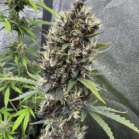 AUTO PURPLE OPIUM - Divine Seeds