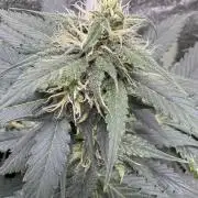 Caramel Auto - FastBuds