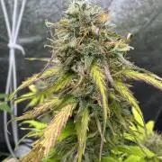 Apple Betty Auto from Herbies Seeds