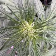 Sour Apple X Strawberry Gorilla Auto