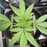 AUTO FRACTAL - Divine Seeds