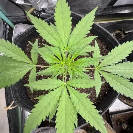 AUTO FRACTAL - Divine Seeds
