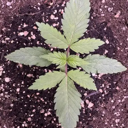 Zkittelz XL Auto - Ganja Farmer Seeds