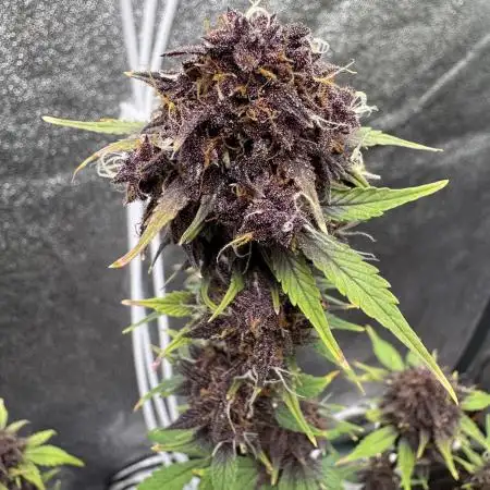 DARK LEMONADE AUTO - Delicious Seeds
