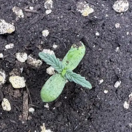 Wurlz F1 Autoflower - Zamnesia Seeds