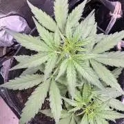 Wurlz F1 Autoflower - Zamnesia Seeds