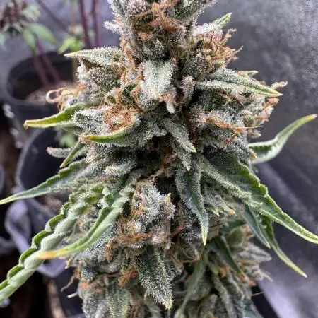 Auto Elephant - Super Sativa Seed Club
