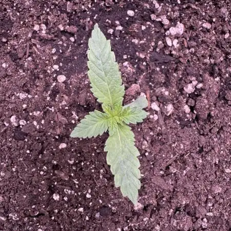 Auto Big Demon by Divine Seeds