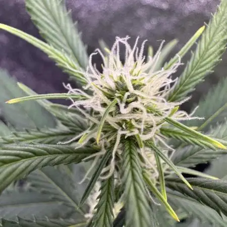 Zkittelz XL Auto - Ganja Farmer Seeds
