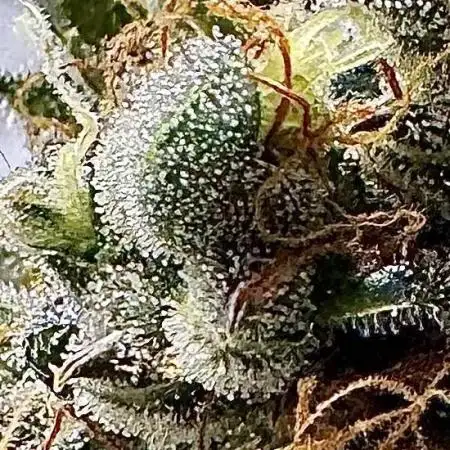 Apple and Blackberry F1 Auto - Tastebudz
