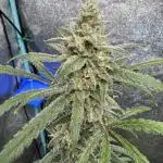 Sour Apple X Strawberry Gorilla Auto Fem