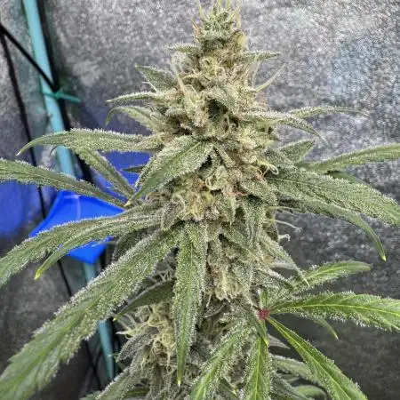 Sour Apple X Strawberry Gorilla Auto Fem