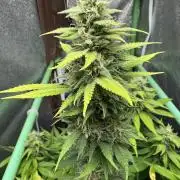 Big Demon by Divine Seeds