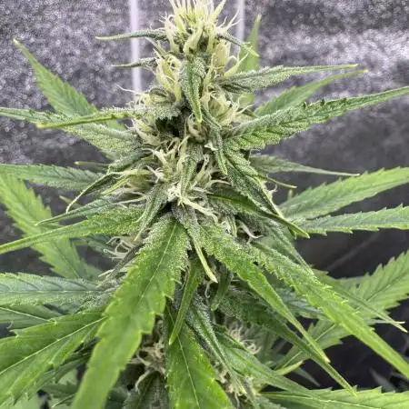 AUTO FRACTAL - Divine Seeds