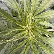 Apple Betty Auto from Herbies Seeds