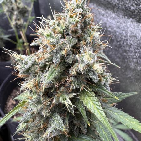 Midnight Moonshine F1 Auto - TasteBudz