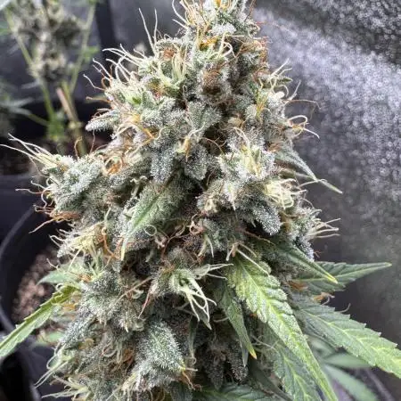 Midnight Moonshine F1 Auto - TasteBudz