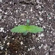 Sticky Broccoli Auto-Zamnesia