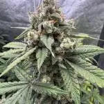 Auto Opium - Divine Seeds