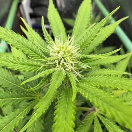 Auto Big Demon by Divine Seeds