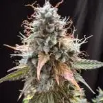 Pineapple Coconut Auto