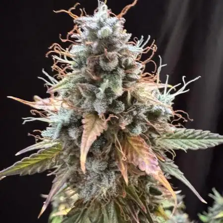 Pineapple Coconut Auto
