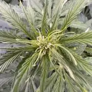 Apple Betty Auto from Herbies Seeds