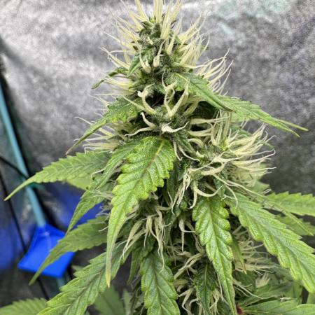 Wild Strawberry F1 Auto Run 2-TasteBudz