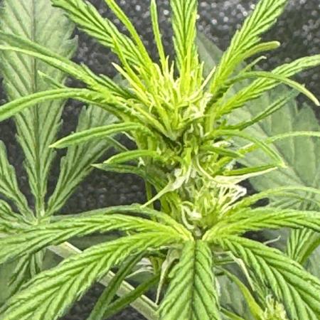CBD Lemon Auto - Herbies Seeds