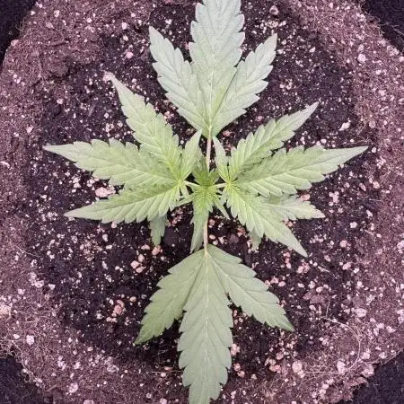 Midnight Moonshine F1 Auto - TasteBudz