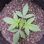 Sticky Broccoli Auto-Zamnesia