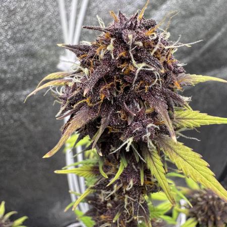 DARK LEMONADE AUTO - Delicious Seeds