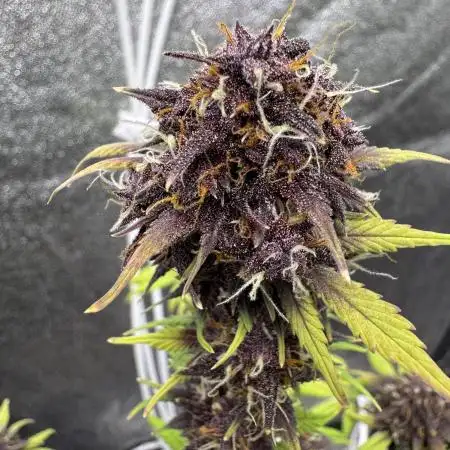 DARK LEMONADE AUTO - Delicious Seeds