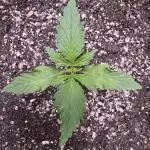 CBD Lemon Auto - Herbies Seeds