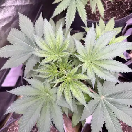 Auto Big Demon by Divine Seeds