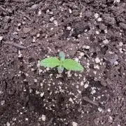 Sour Apple X Strawberry Gorilla Auto