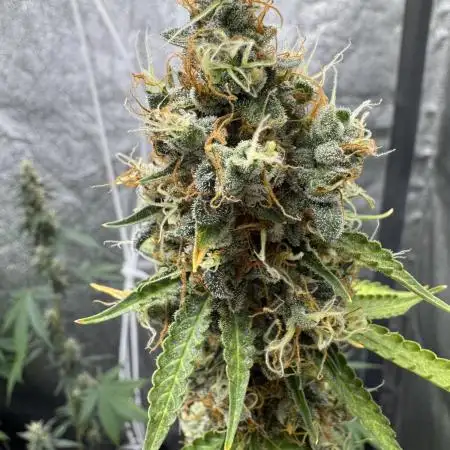 Apple and Blackberry F1 Auto - Tastebudz