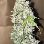 Midnight Moonshine F1 Auto - TasteBudz