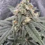 Auto Opium - Divine Seeds