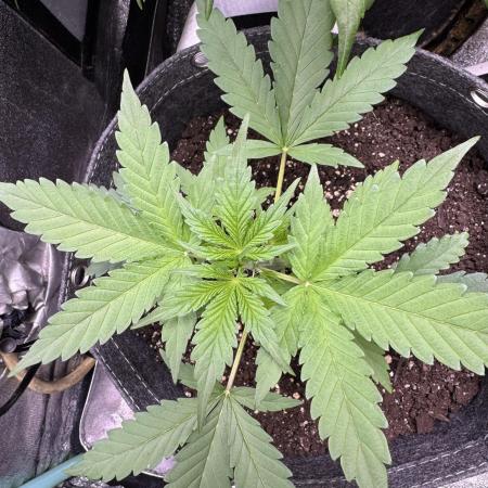 Sour Apple X Strawberry Gorilla Auto