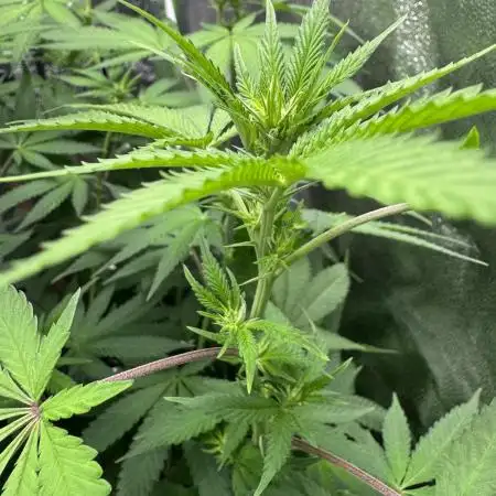 Auto Big Demon by Divine Seeds