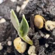 Purple Tangie Auto - Supernatural Seeds