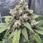 Auto Opium - Divine Seeds