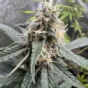 Wurlz F1 Autoflower - Zamnesia Seeds