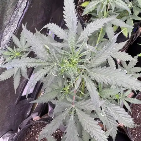 AUTO WHITE WIDOW - Divine Seeds