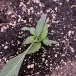 Wurlz F1 Autoflower - Zamnesia Seeds