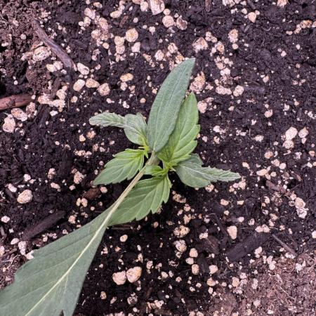 Wurlz F1 Autoflower - Zamnesia Seeds